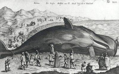 Dead Whale by German School